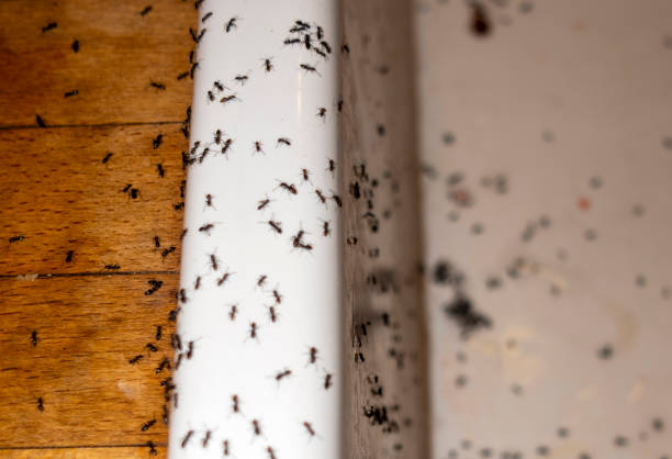 Professional Pest Control in Casselberry, FL