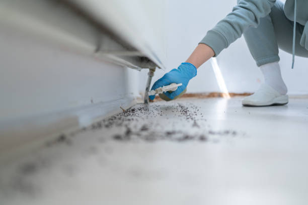 Best Termite Control Services  in Casselberry, FL